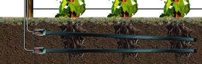 Aquaflex flexible tape sensor around crop roots